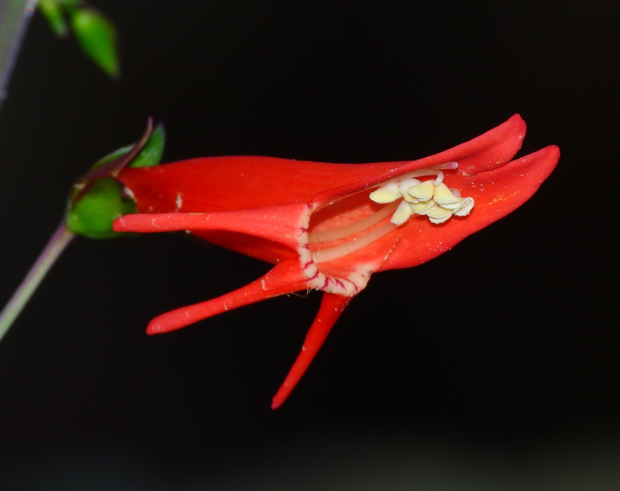 Penstemon barbatus